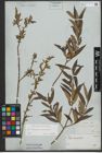 Foto von Salix triandra L. x Salix viminalis L.